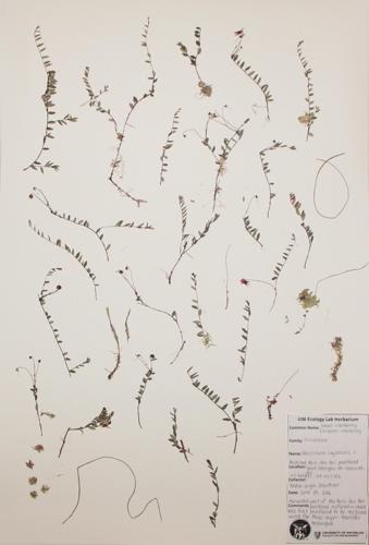 Small Cranberry; European Cranberry specimen